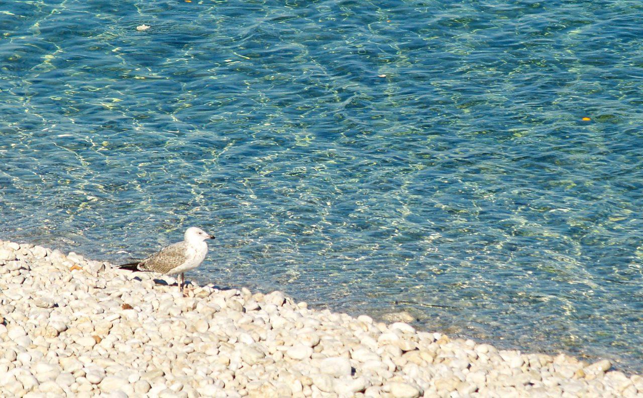 Hotel Vis