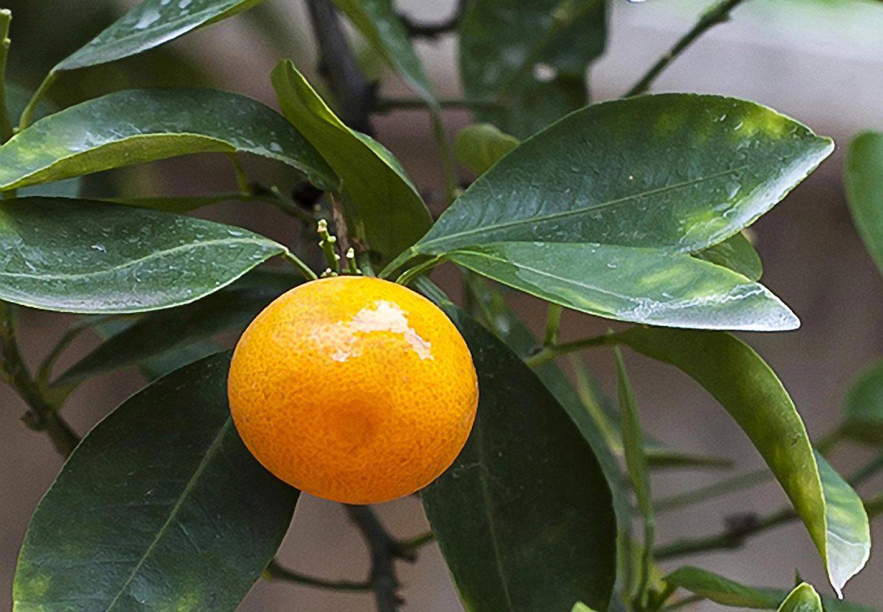 Mediterrán